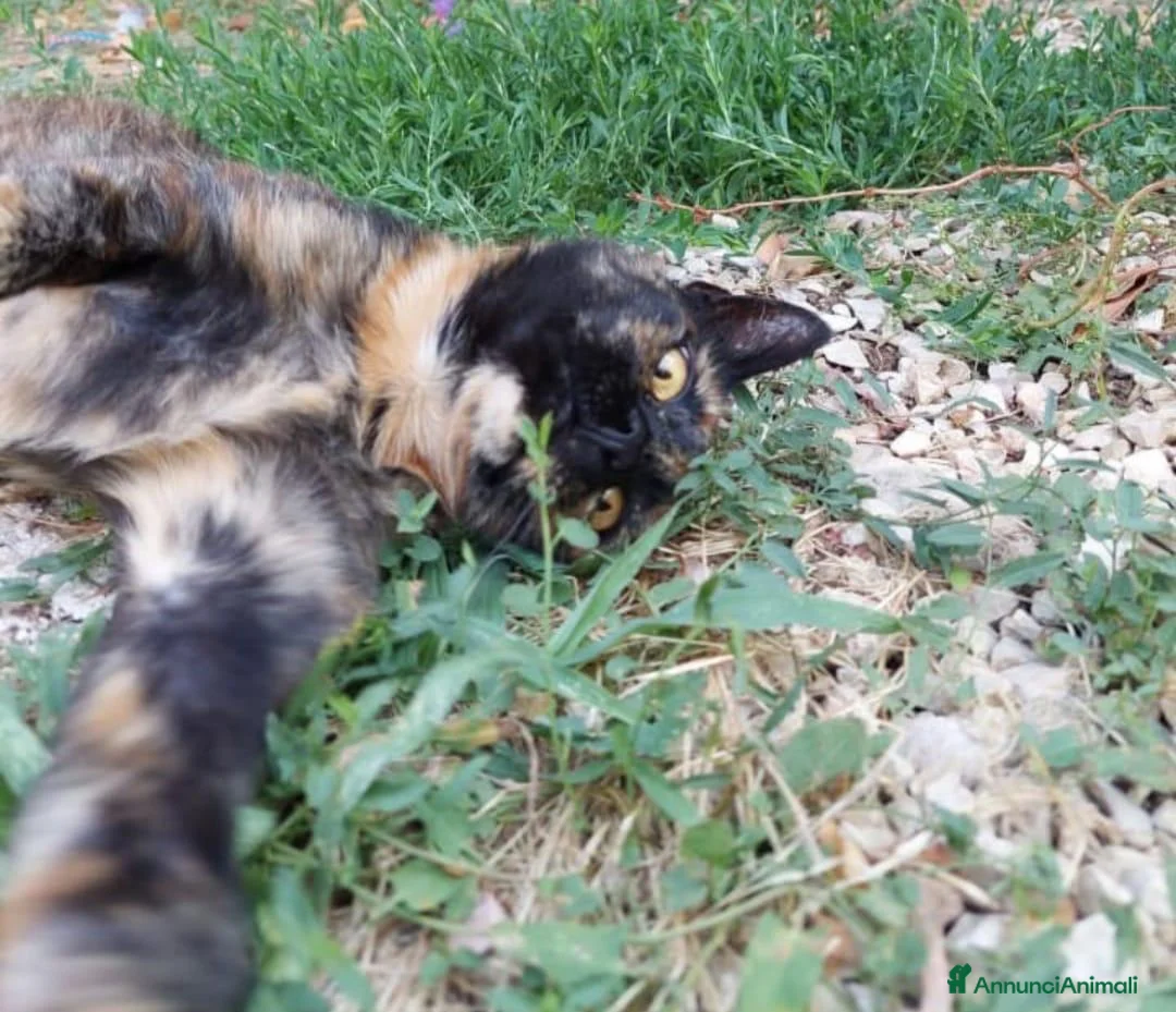 Europeo gatti in regalo: Gattina tartarugata - Annuncio 2