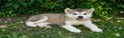 Alaskan Malamute cani in vendita: Cucciola di alaskan malamute - Annuncio 3