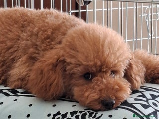 Barboncino Toy cani Barboncino toy - Annuncio 4