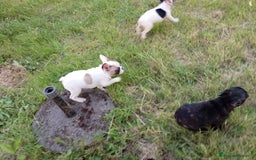 Bulldog Francese cani in vendita: Bellissimi cuccioli di bouledogue francese  a Provincia di Massa e Carrara - Immagine 4