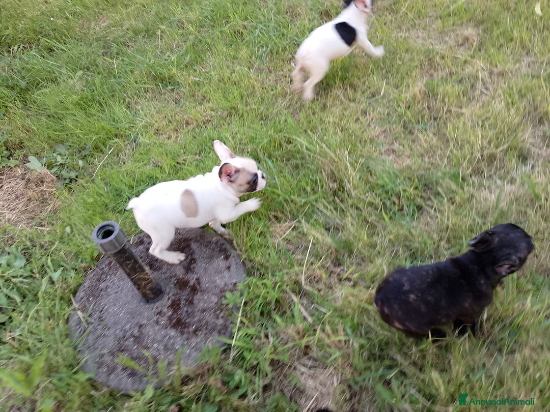 Bulldog Francese cani in vendita: Bellissimi cuccioli di bouledogue francese  a Provincia di Massa e Carrara - Immagine 4