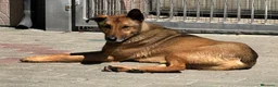 Meticcio cani in regalo: ULISSE LUPETTO - Annuncio 5