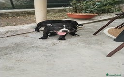 American Staffordshire cani in vendita: VENDESI CUCCIOLI DI AMSTAFF  a Città metropolitana di Roma Capitale - Immagine 4