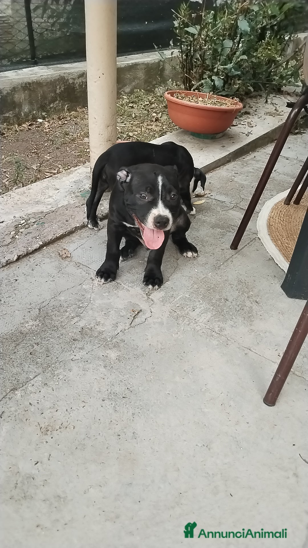 American Staffordshire cani in vendita: VENDESI CUCCIOLI DI AMSTAFF  a Città metropolitana di Roma Capitale - Immagine 4