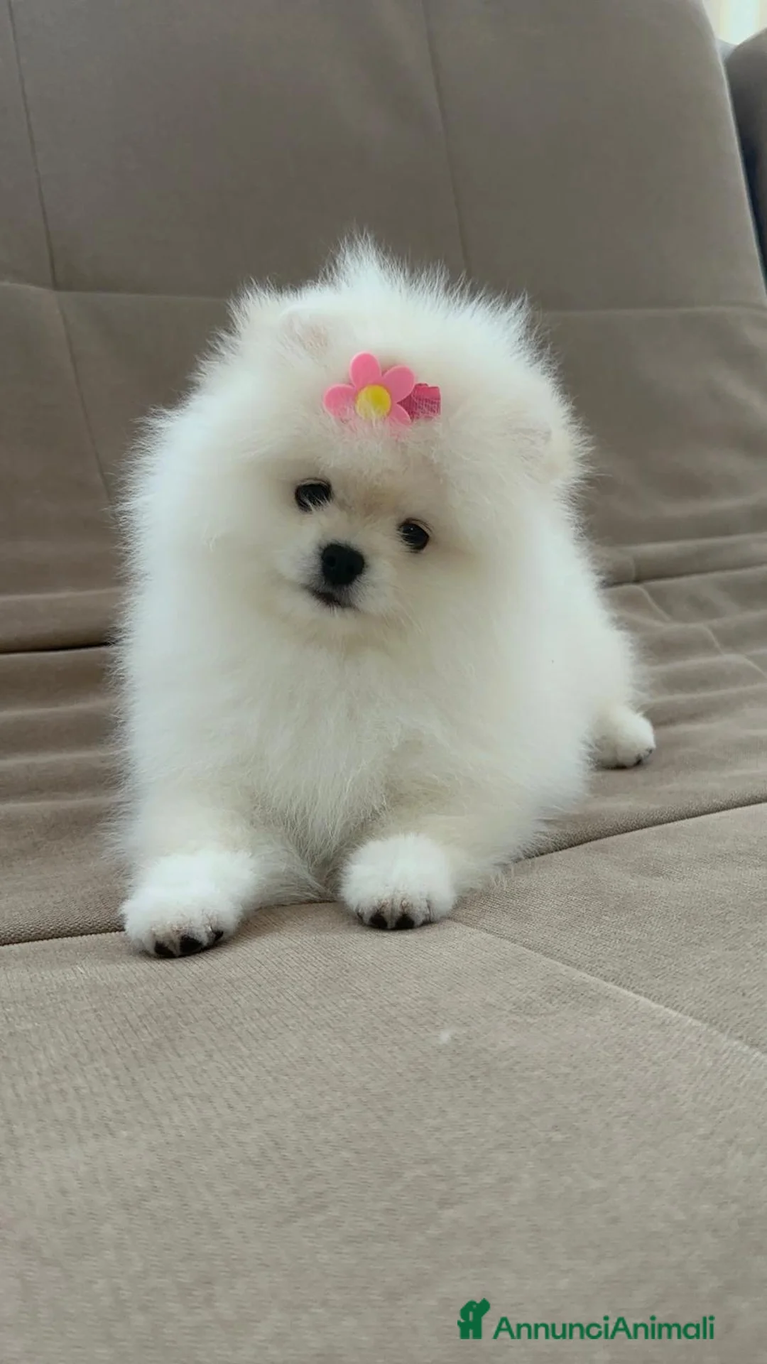 Volpino Pomerania cani in vendita: Pomerania Toy - Annuncio 1