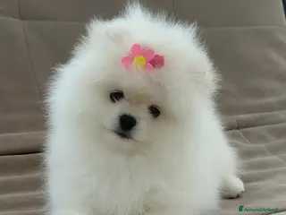 Volpino Pomerania cani Pomerania Toy - Annuncio 17