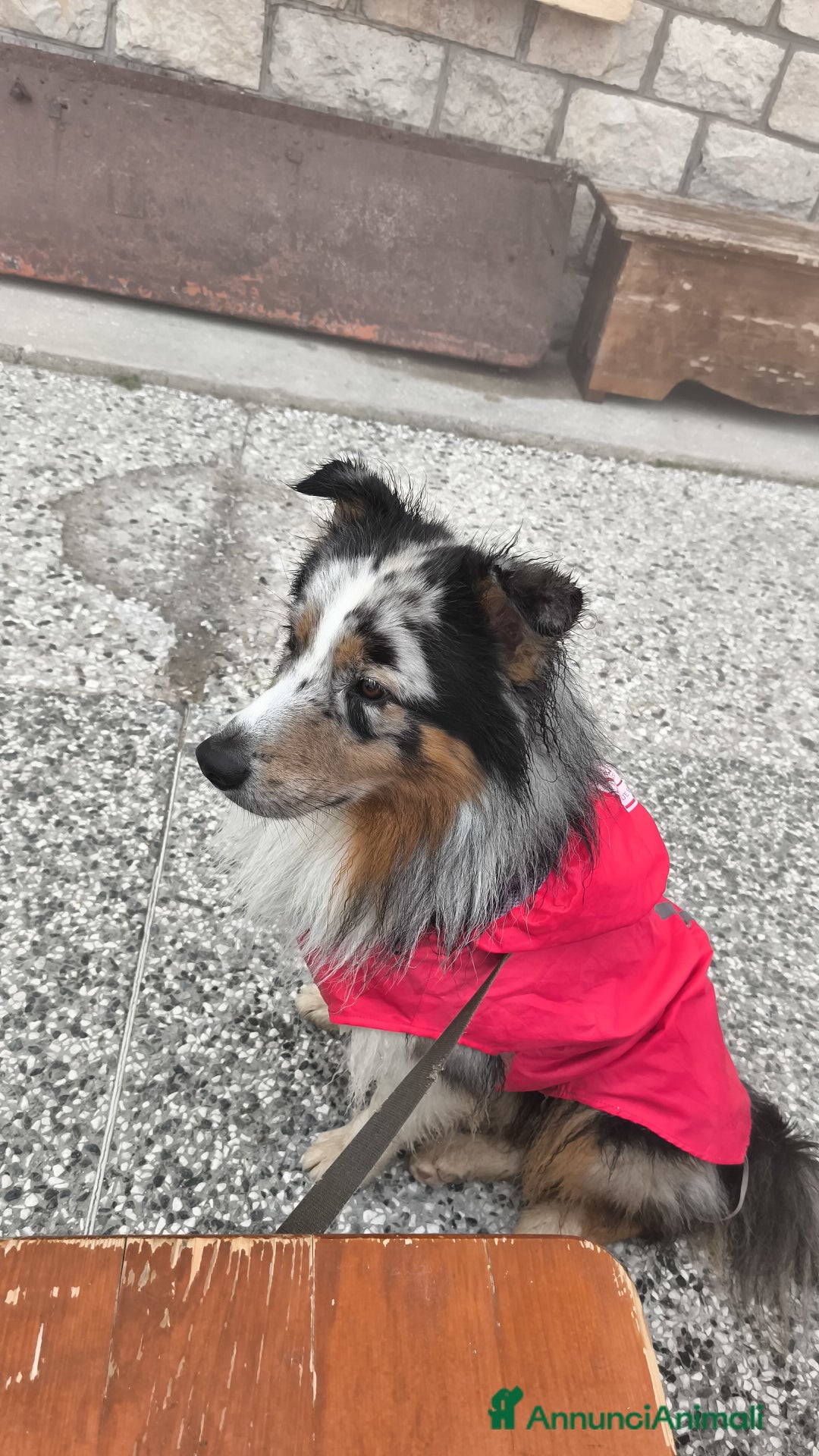 Australian Shepherd cani per accoppiamento: Floki cerca fidanzata  - Annuncio 2