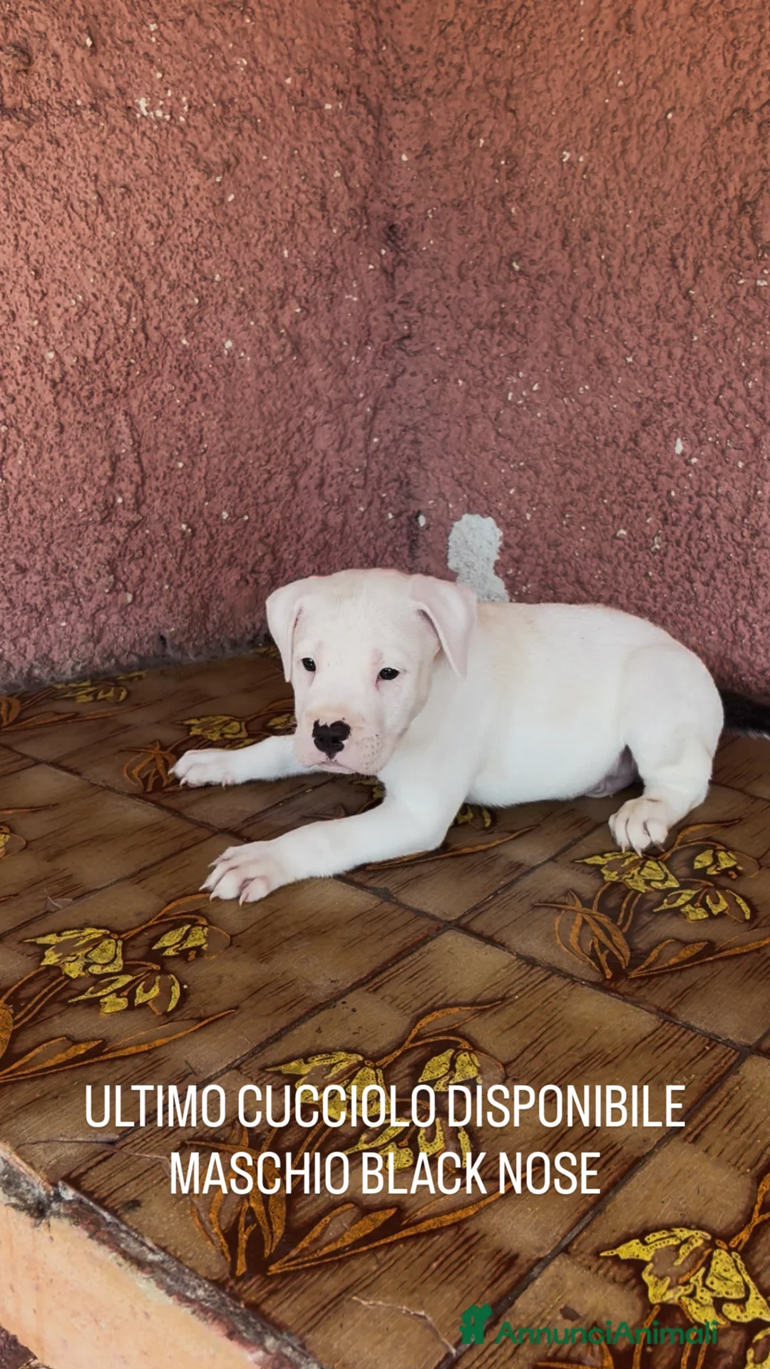Pitbull cani in vendita: pit bull ukc black nose maschio - Annuncio 2