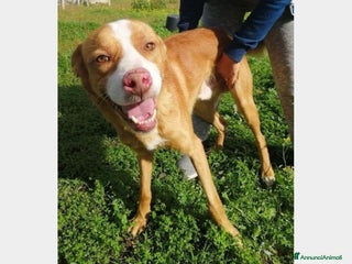 Meticcio cani Dennis 4anni da 3in 1pessimo canile h24in box SUD a Milano - Annuncio 21