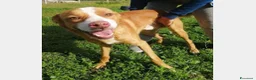 Meticcio cani in regalo: Dennis 4anni da 3in 1pessimo canile h24in box SUD a Milano - Annuncio 1