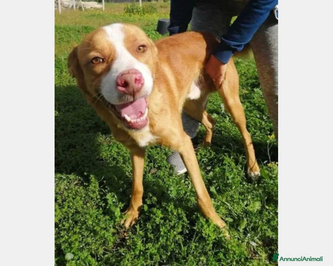 Meticcio cani in regalo: Dennis 4anni da 3in 1pessimo canile h24in box SUD a Milano - Annuncio 1