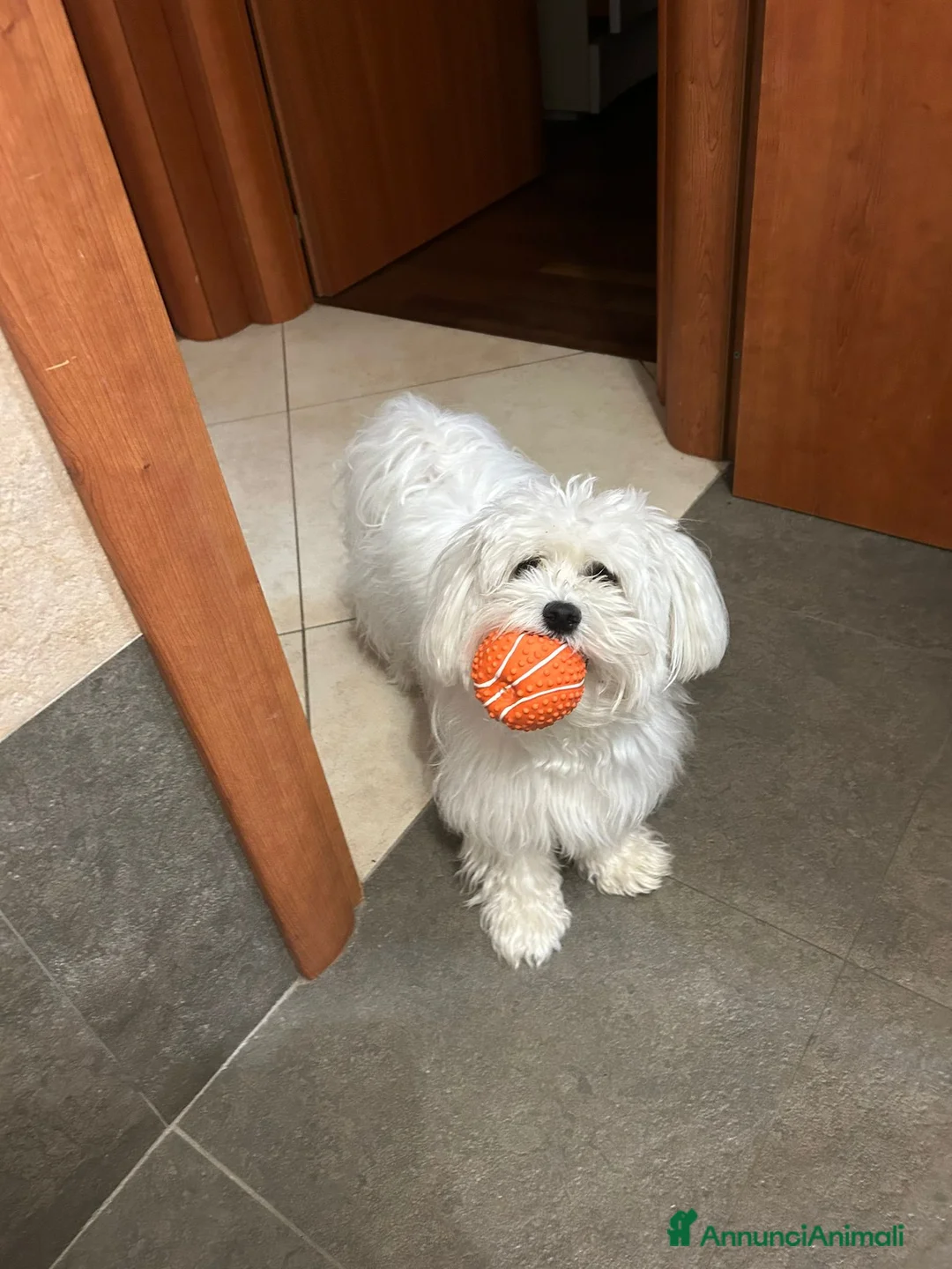 Maltese cani per accoppiamento: Compagna per accoppiare maltese puro di 2 anni a Città metropolitana di Roma Capitale - Annuncio 5