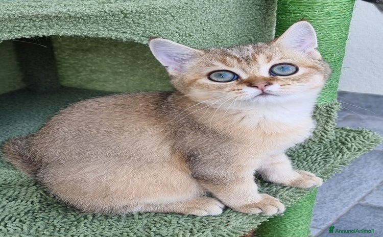 Scottish gatti - Annuncio 16