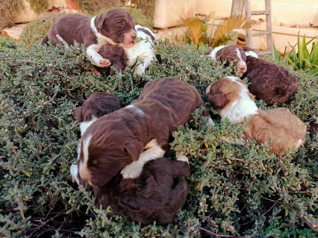 Lagotto cani in vendita: Cuccioli Lagotto Romagnolo  - Annuncio 6