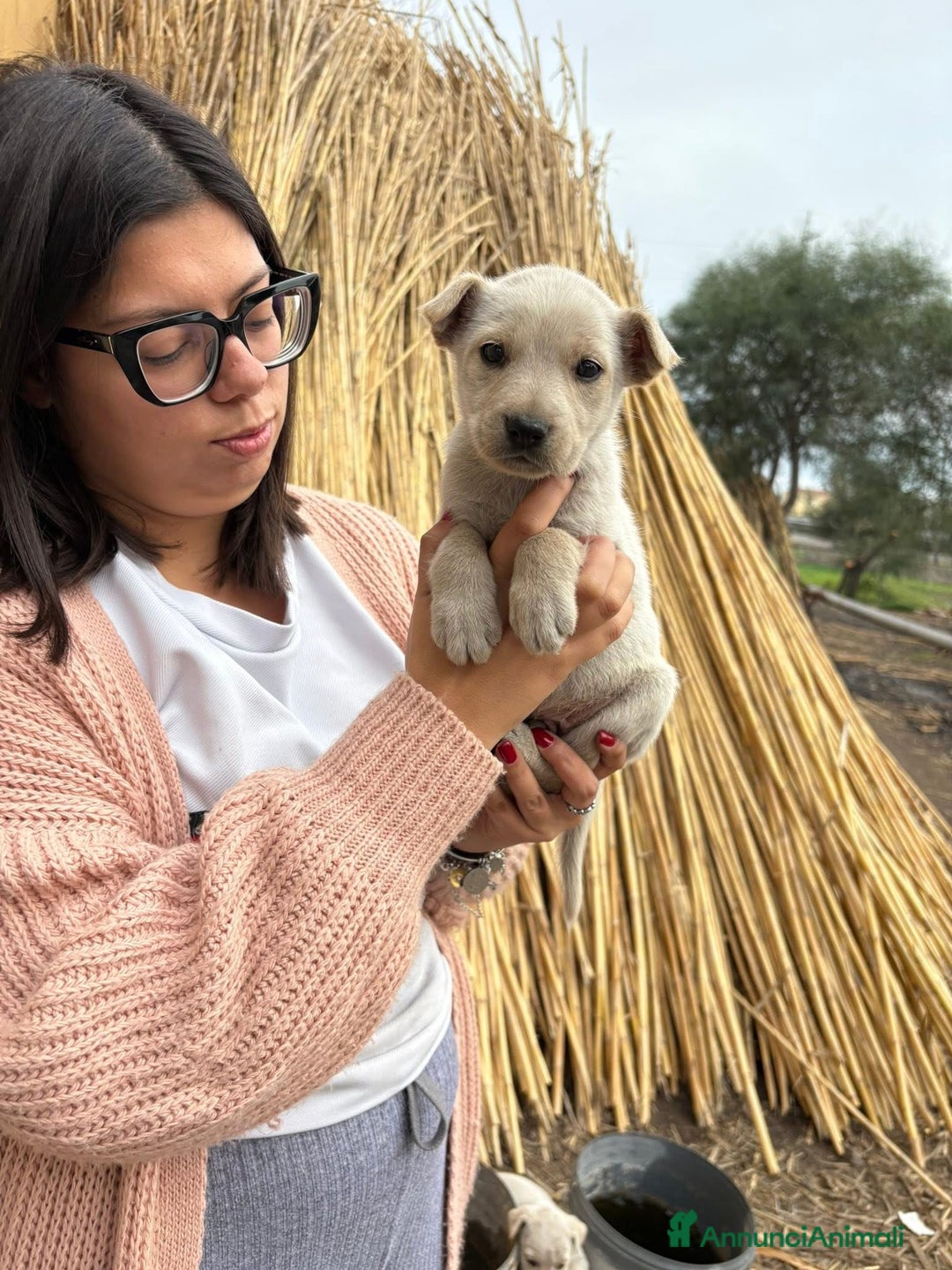 Labrador cani in regalo: Falkon cerca casa!!  - Annuncio 3