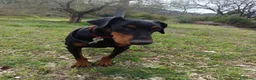 Dobermann cani in regalo: Dobermann femmina pura - Annuncio 3
