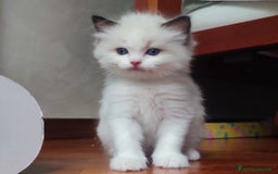 Ragdoll gatti in vendita: Cucciolo ragdoll  a Città metropolitana di Milano - Immagine 12