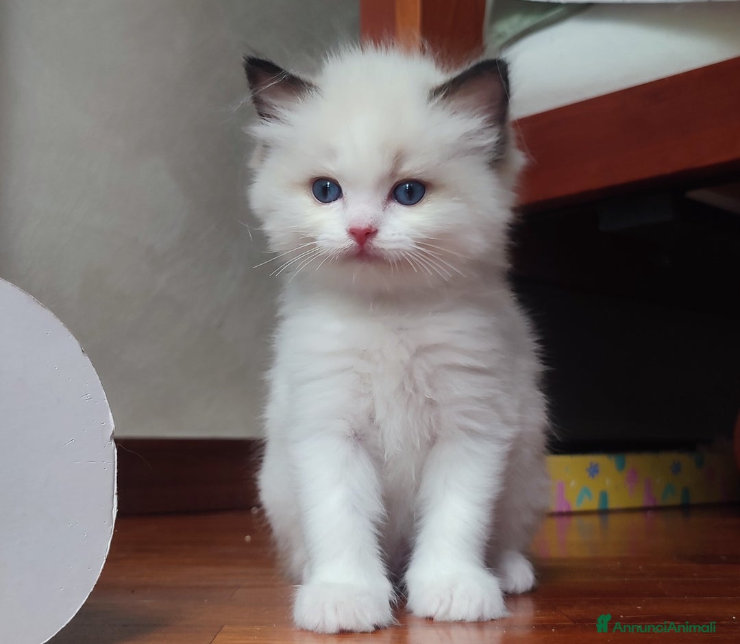 Ragdoll gatti in vendita: Cucciolo ragdoll  a Città metropolitana di Milano - Immagine 12