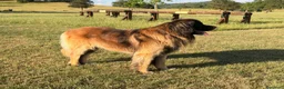 Leonberger cani per accoppiamento: Leonberger maschio per monta a Città metropolitana di Roma Capitale - Annuncio 3