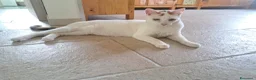 Meticcio gatti in regalo: Iris  - Annuncio 1