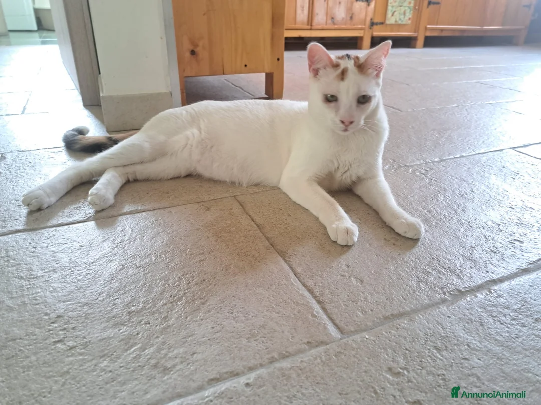Meticcio gatti in regalo: Iris  - Annuncio 1