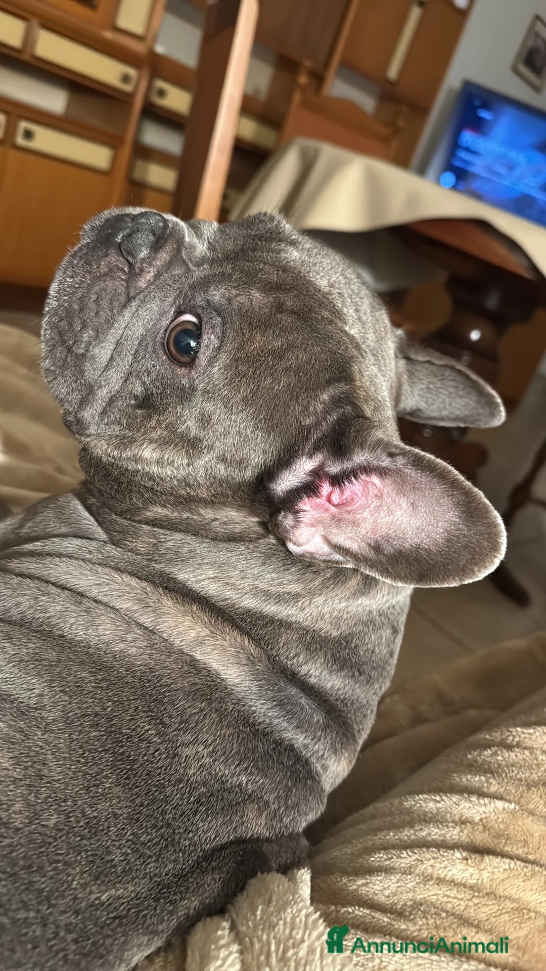 Bulldog Francese cani per accoppiamento: Paco cerca  femmina per accoppiamento  - Annuncio 2