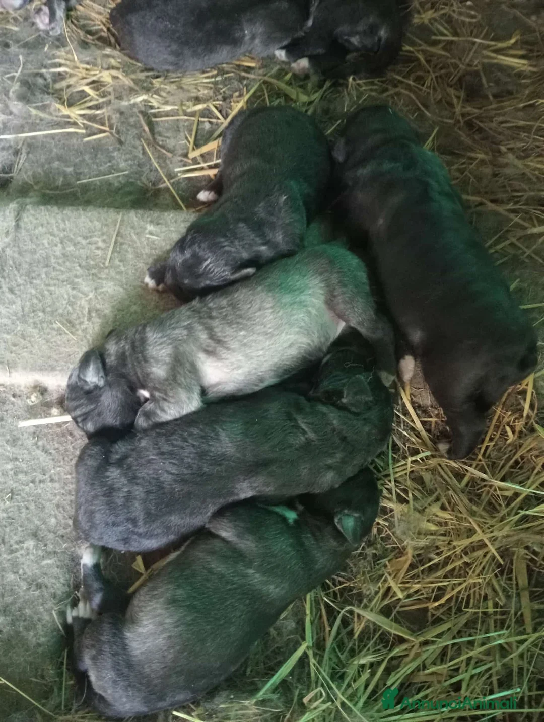Pastore del Caucaso cani in vendita: Cuccioli pastore del Caucaso  - Annuncio 4