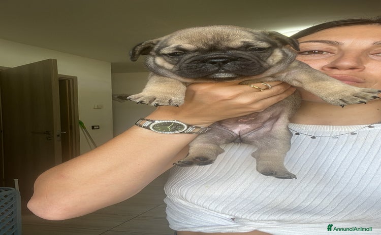 Bulldog Francese cani a Provincia di Pavia - Annuncio 1