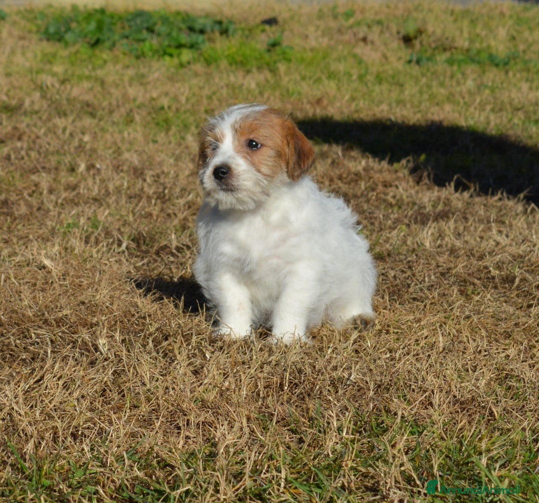 Jack Russell cani in vendita: Cucciolo puffoso Jack russell terrier a pelo duro  - Annuncio 4
