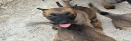 Pastore Belga cani in vendita: Cucciolo Pastore Belga Malinois - Annuncio 6