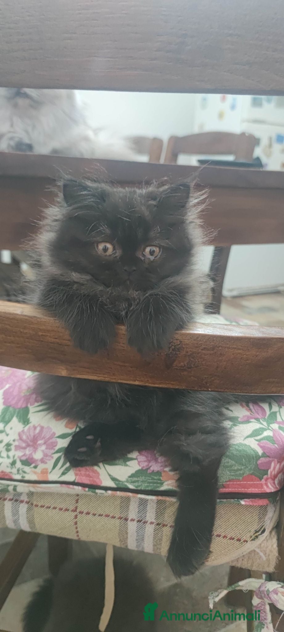 Persiano gatti Cuccioli Persiani  - Annuncio 7