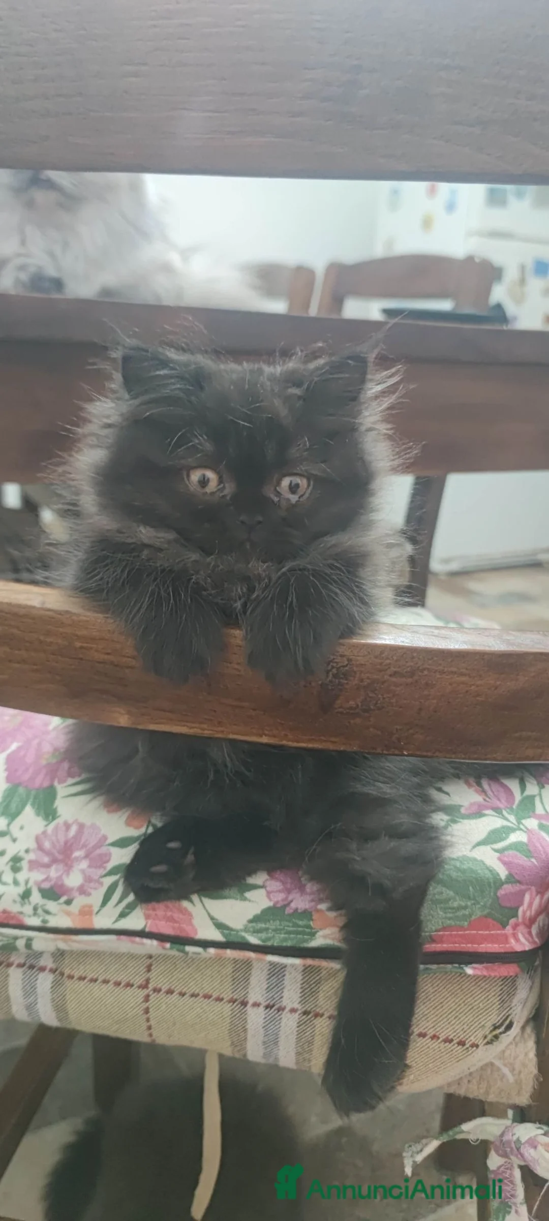 Persiano gatti in vendita: Cuccioli Persiani  - Annuncio 1
