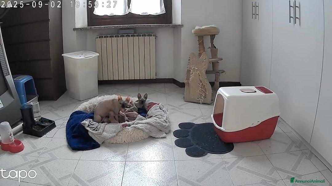 Sphynx gatti in vendita: Gatto nudo sphynx - Annuncio 1