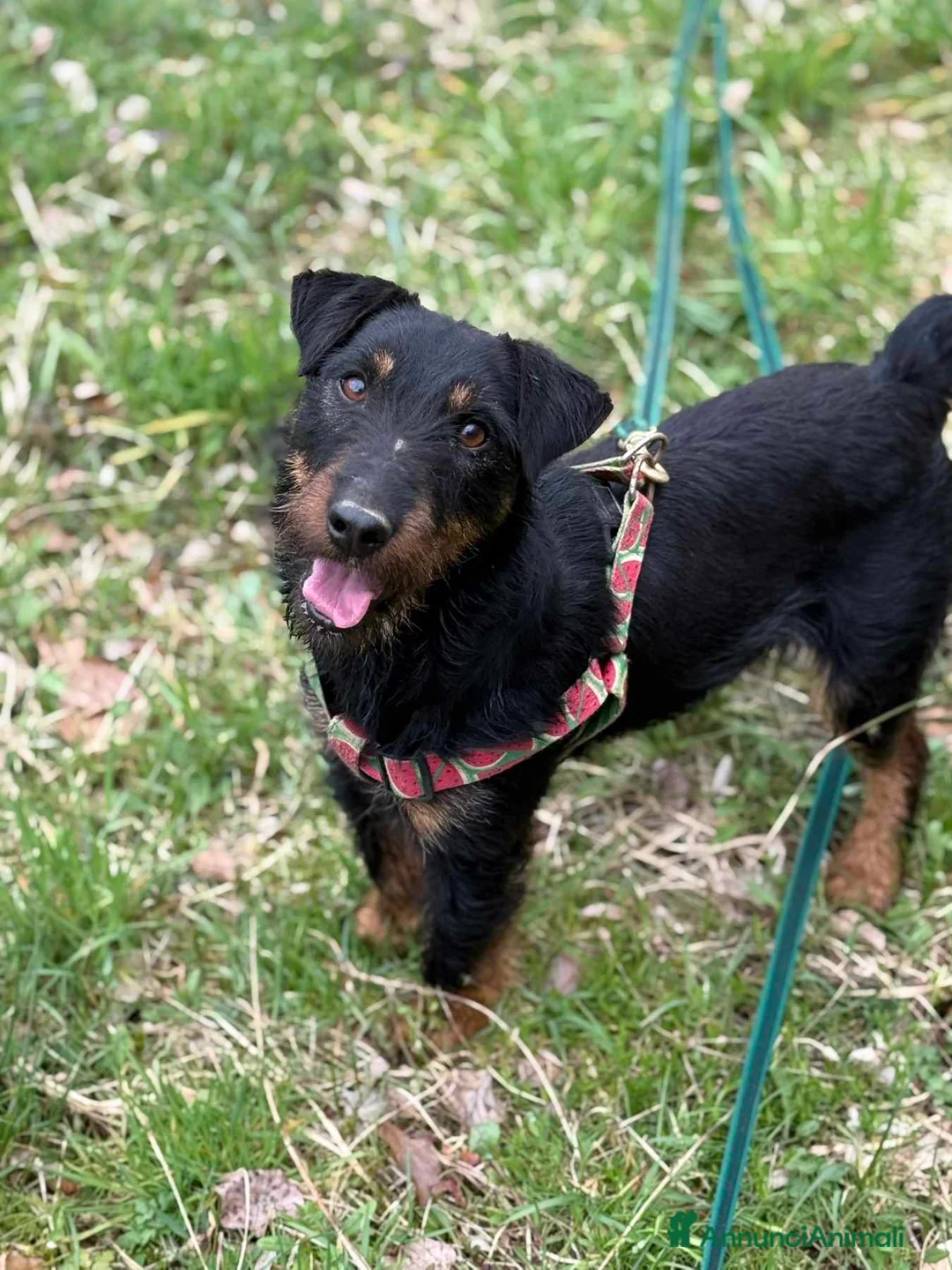 Jagdterrier cani in regalo: ELVIS, dolcissimo JAGDTERRIER cerca casa - Annuncio 4