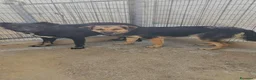 Meticcio cani in regalo: Andrea: 2 anni, timido e dolce - Annuncio 5