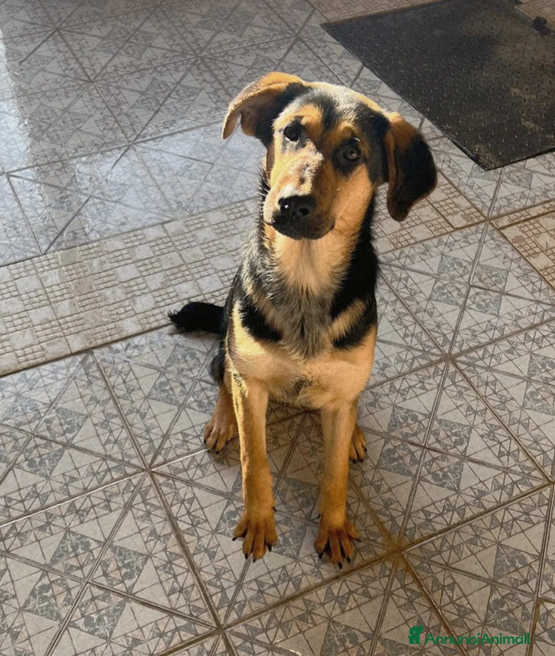 Meticcio cani in regalo: UNA MAMMA PER ATTILA - Annuncio 1