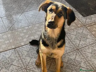 Meticcio cani UNA MAMMA PER ATTILA - Annuncio 19