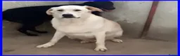 Meticcio cani in regalo: FOLK un pacioccone - Annuncio 2