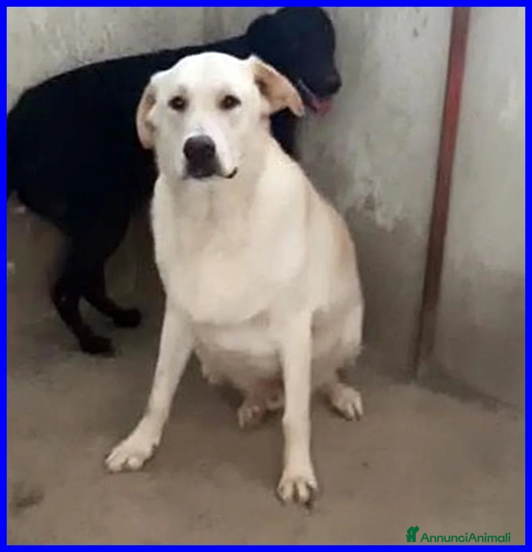 Meticcio cani in regalo: FOLK un pacioccone - Annuncio 2