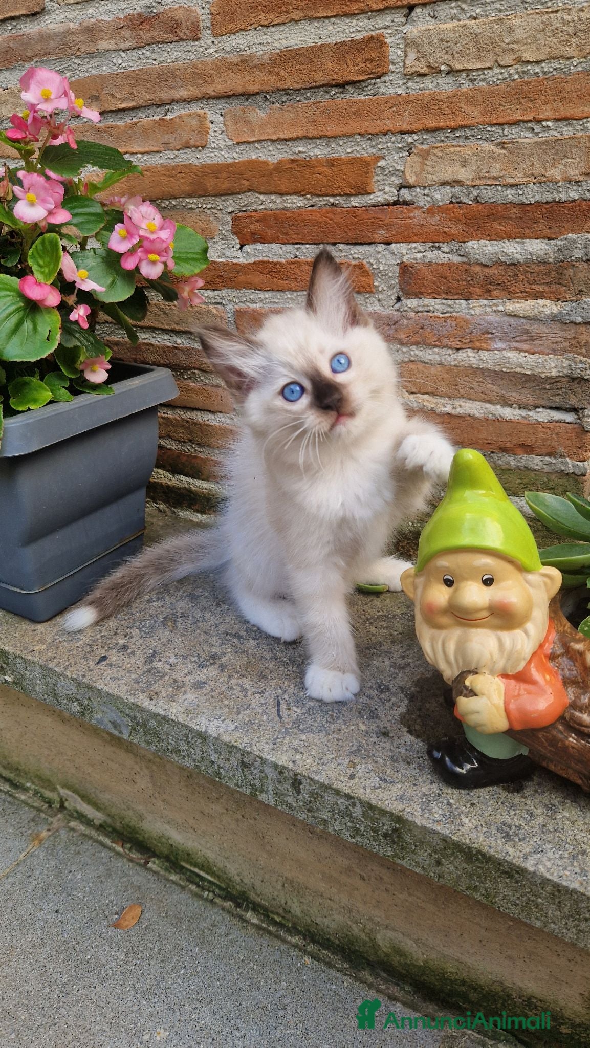 Ragdoll gatti Cuccioli Gatti Ragdoll  - Annuncio 1