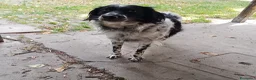 Meticcio cani in regalo: Betty simil Setter 2anni salvata mesi fa.FERRARA - Annuncio 3