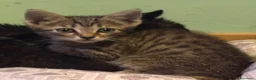 Europeo gatti in regalo: Gattina 2 mesi  - Annuncio 3