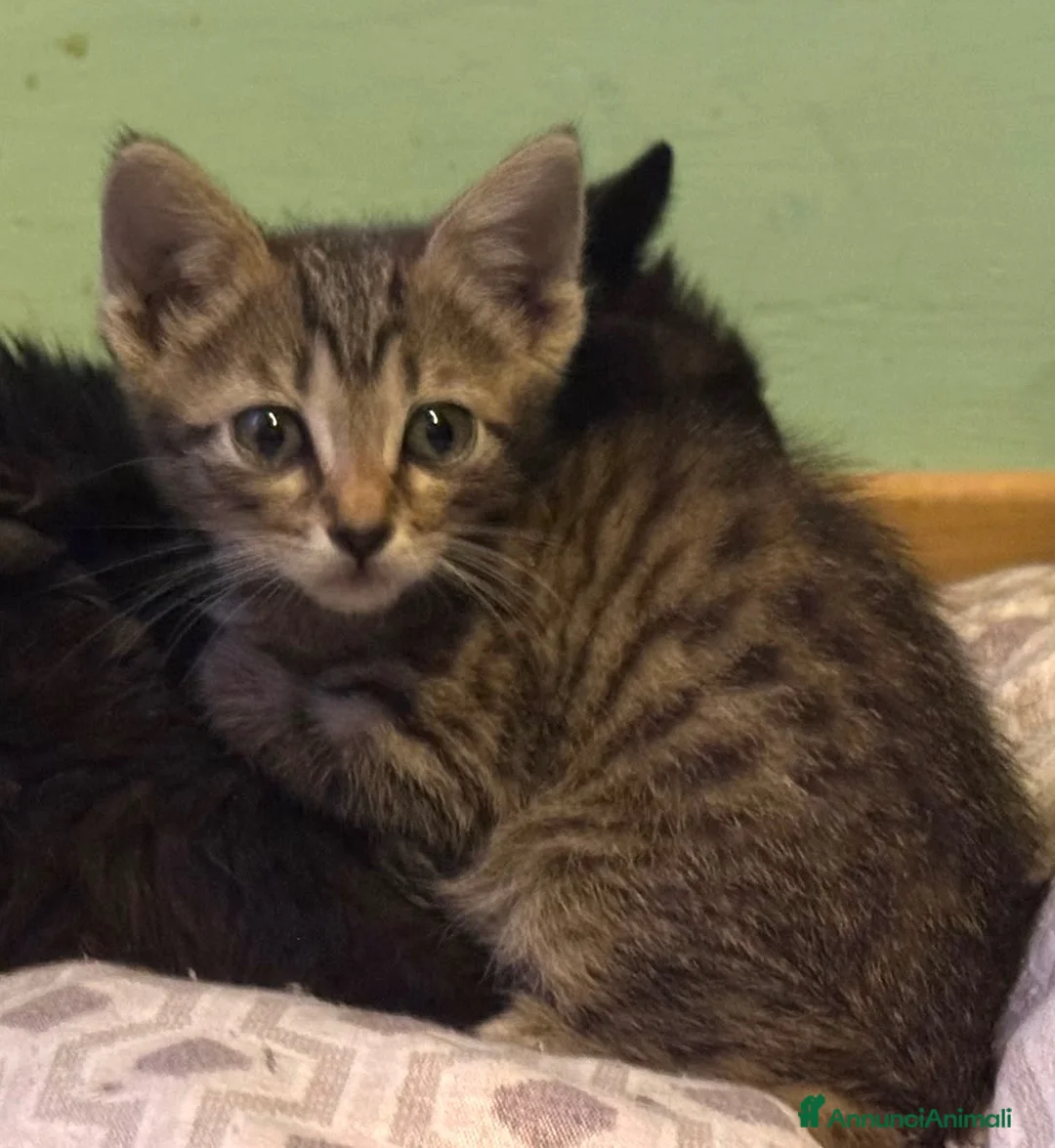 Europeo gatti in regalo: Gattina 2 mesi  - Annuncio 3