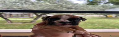 Boxer Cucciolo 5