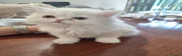 Persiano gatti in vendita: Femmina persianina bianca - Annuncio 1
