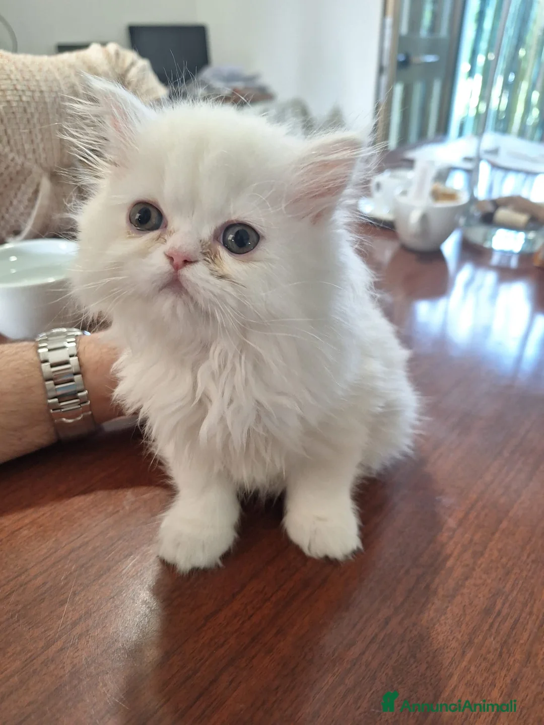 Persiano gatti in vendita: Femmina persianina bianca - Annuncio 1