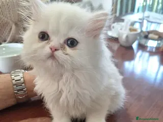 Persiano gatti in vendita: Femmina persianina bianca - Annuncio 1