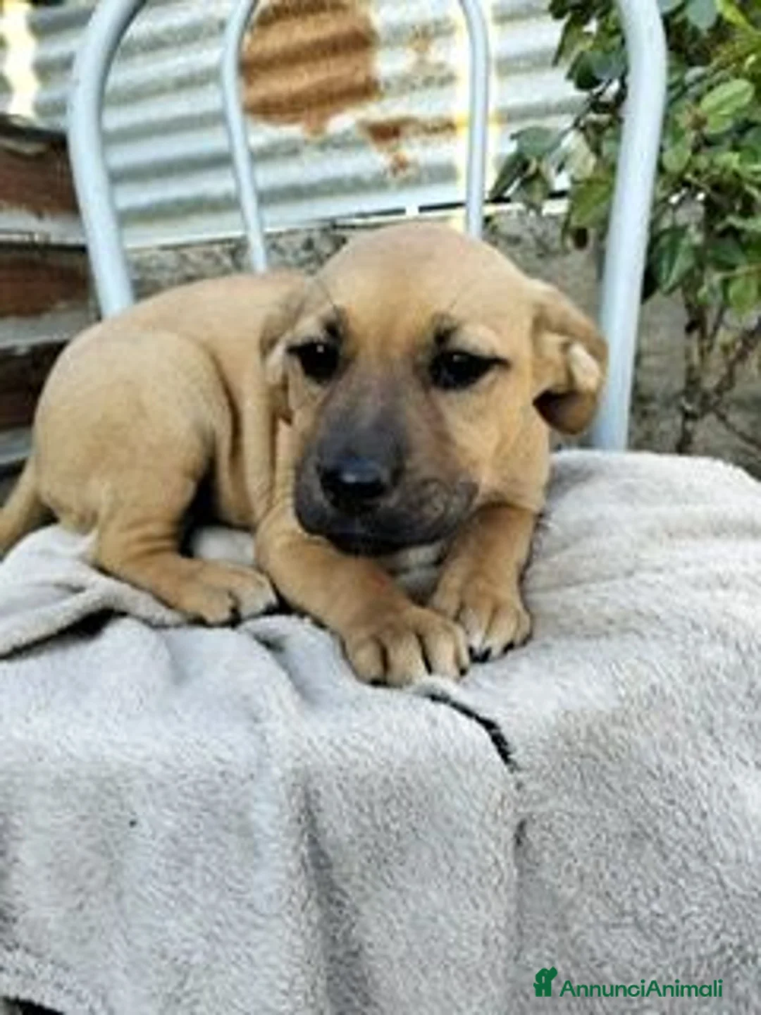 Meticcio cani in regalo: BRUNA  cucciola superbella - Annuncio 2