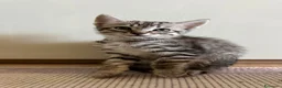 Meticcio gatti in regalo: Regalo gattini  a Provincia di Vibo Valentia - Annuncio 12