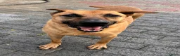 Meticcio cani in regalo: ARGO CERCA CASA - Annuncio 11